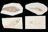 Lot: Green River Fossil Fish - Pieces #81296-1